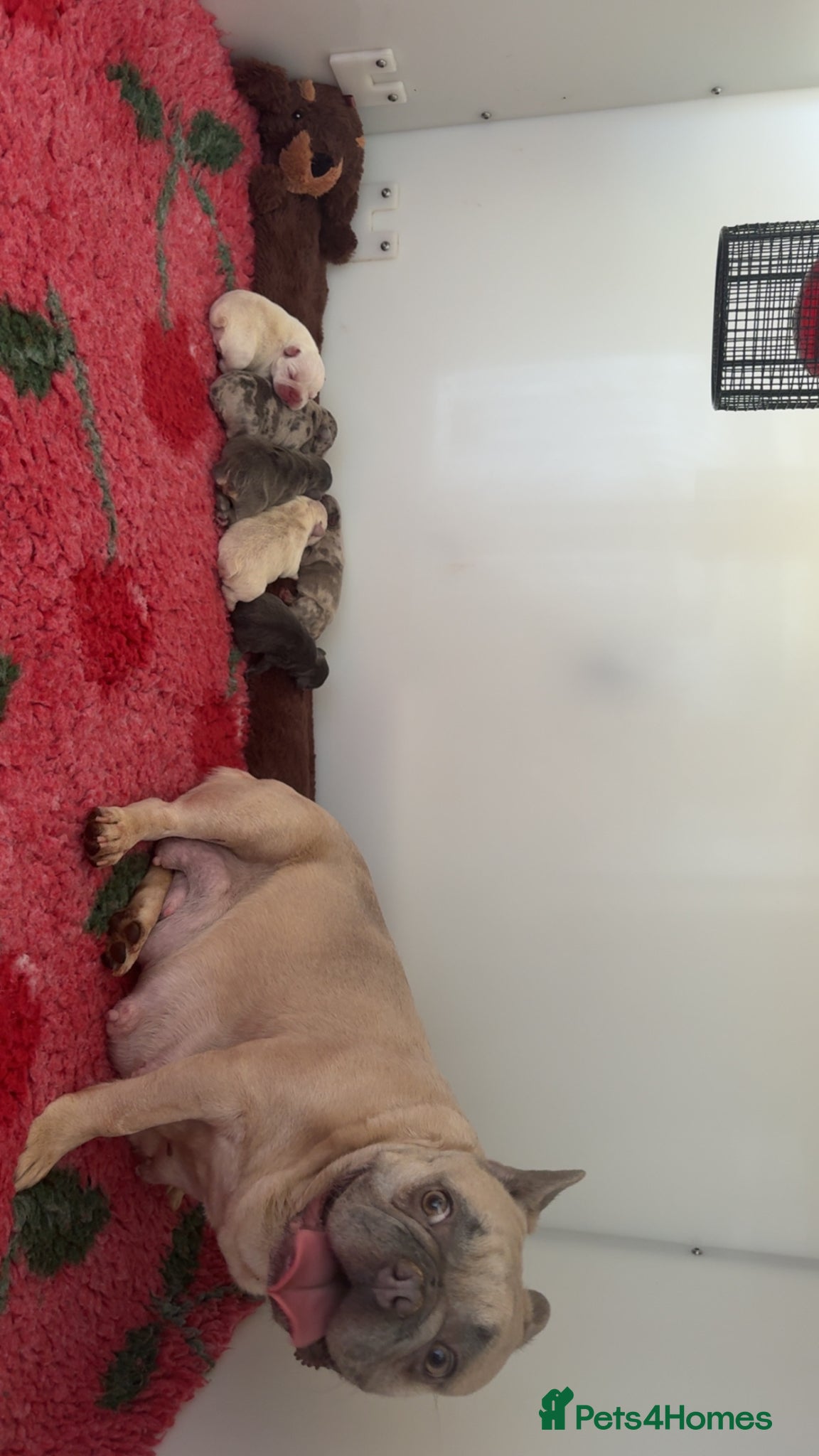 French Bulldog dogs Stunning French bulldog puppies  - Advert 1