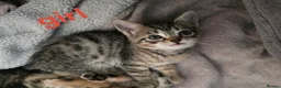 Bengal cats for sale: Beautiful Bengal X Kittens - Advert 3
