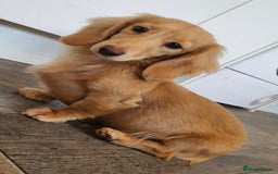 Miniature Dachshund dogs for stud: Beautiful KC Mini Long.H Full Eng. Cream Stud 🤍🐾 - Image 35