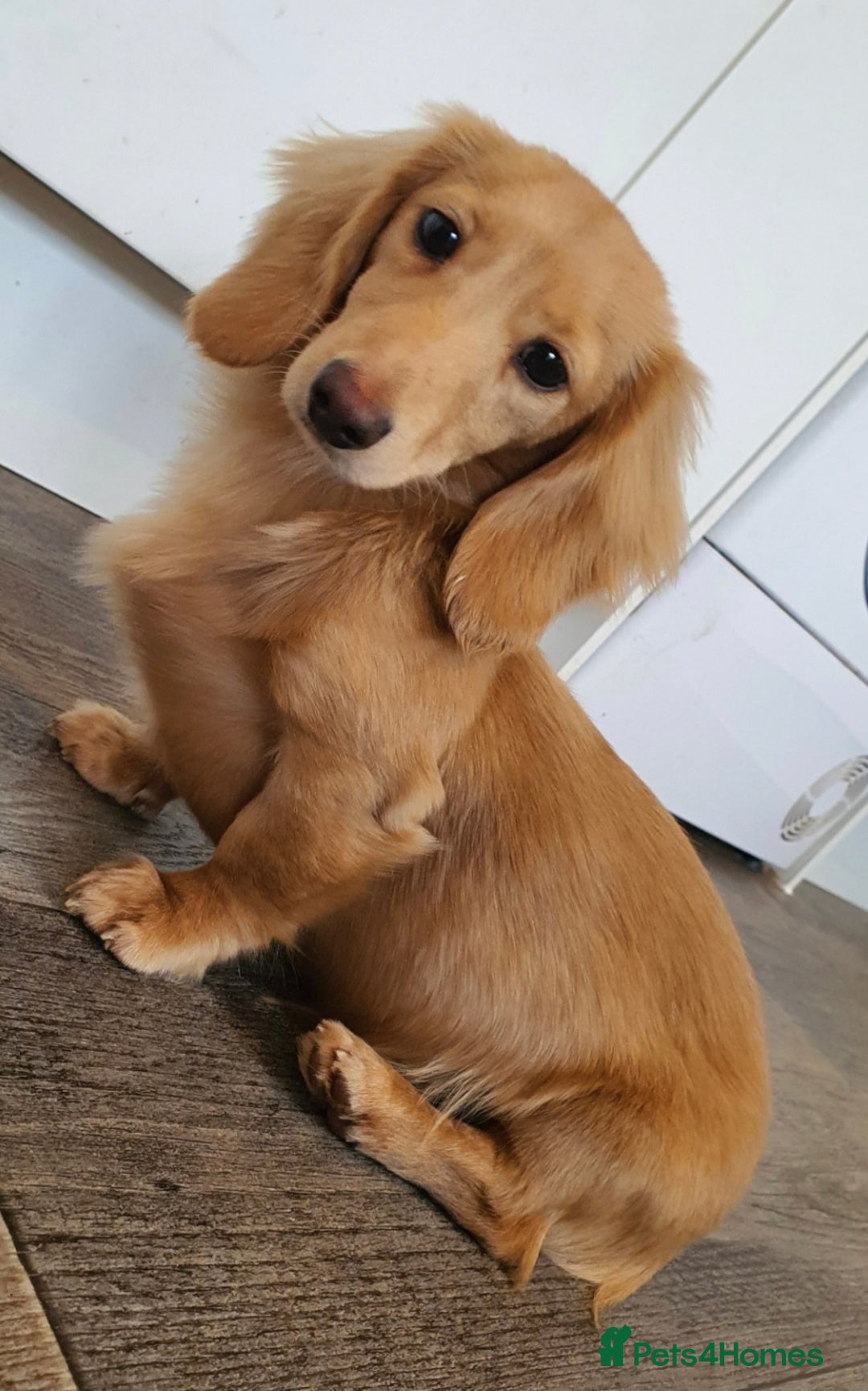 Miniature Dachshund dogs for stud: Beautiful KC Mini Long.H Full Eng. Cream Stud 🤍🐾 - Image 35