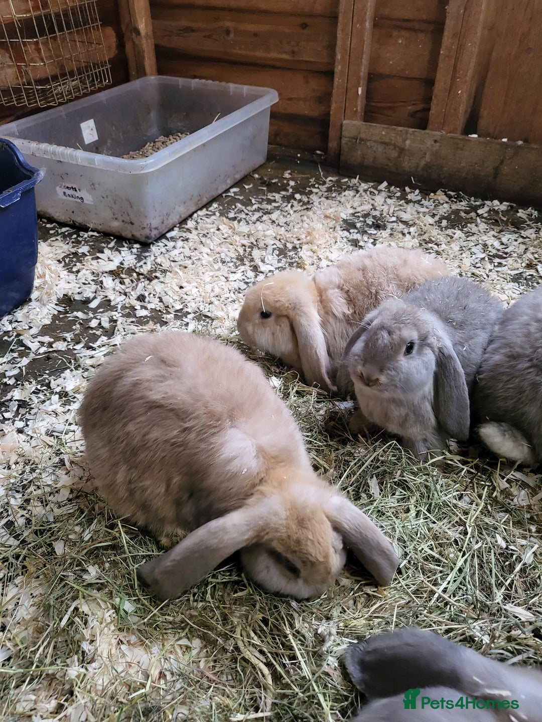 French Lop rabbits for sale: Giant French lops  - Image 21