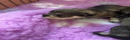 Miniature Schnauzer dogs for sale: beautiful miniature schnauzer puppies - Advert 9