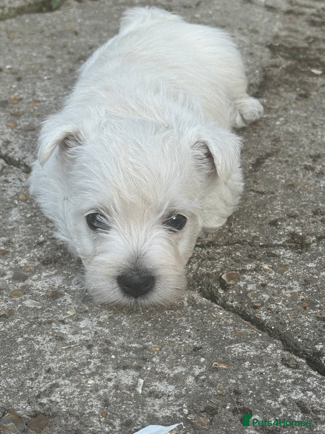 West Highland Terrier dogs for sale: Stunning West Highland White Terrier Babies - Image 10