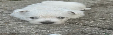 West Highland Terrier Puppy 1