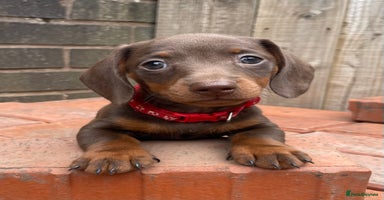 Miniature Dachshund dogs - Advert 8
