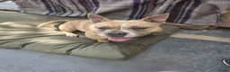 Mixed Breed dogs for sale: Pocket Bully x French Bulldog  - Advert 2