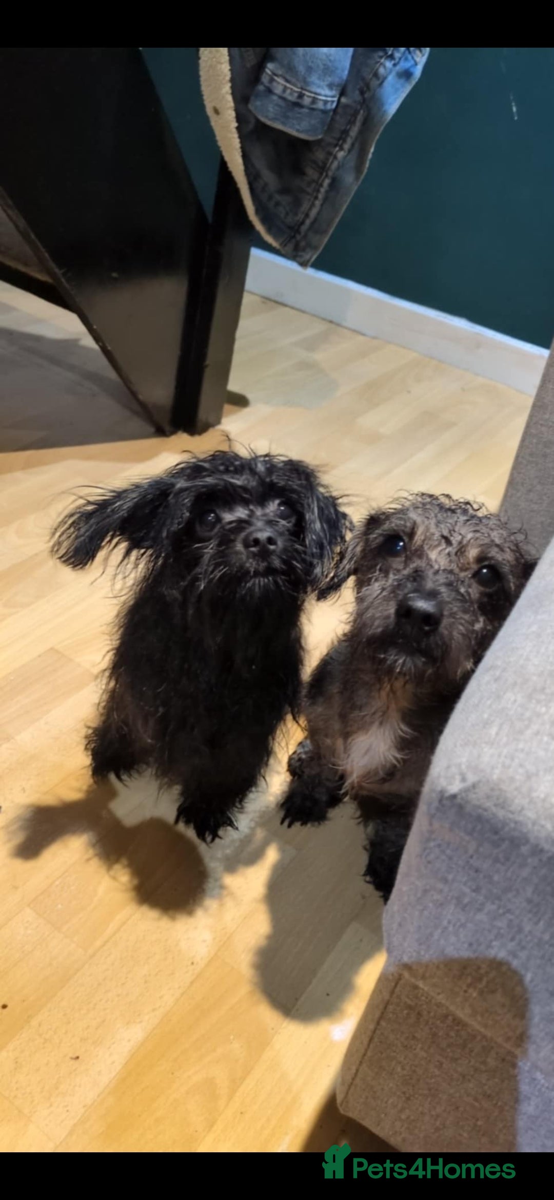 Mixed Breed dogs for sale: GORGEOUS Litter of POM x DASCHUND - Advert 2