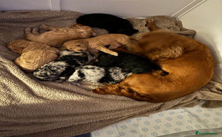 Cavapoo dogs - Advert 4