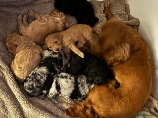 Cavapoo dogs - Advert 3