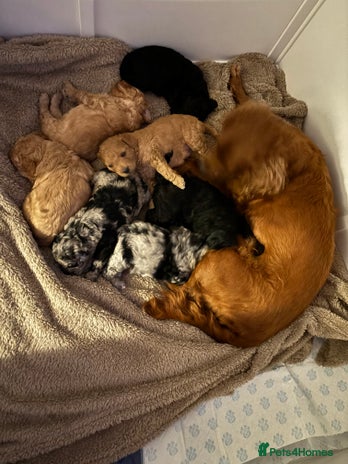 Cavapoo dogs - Advert 4