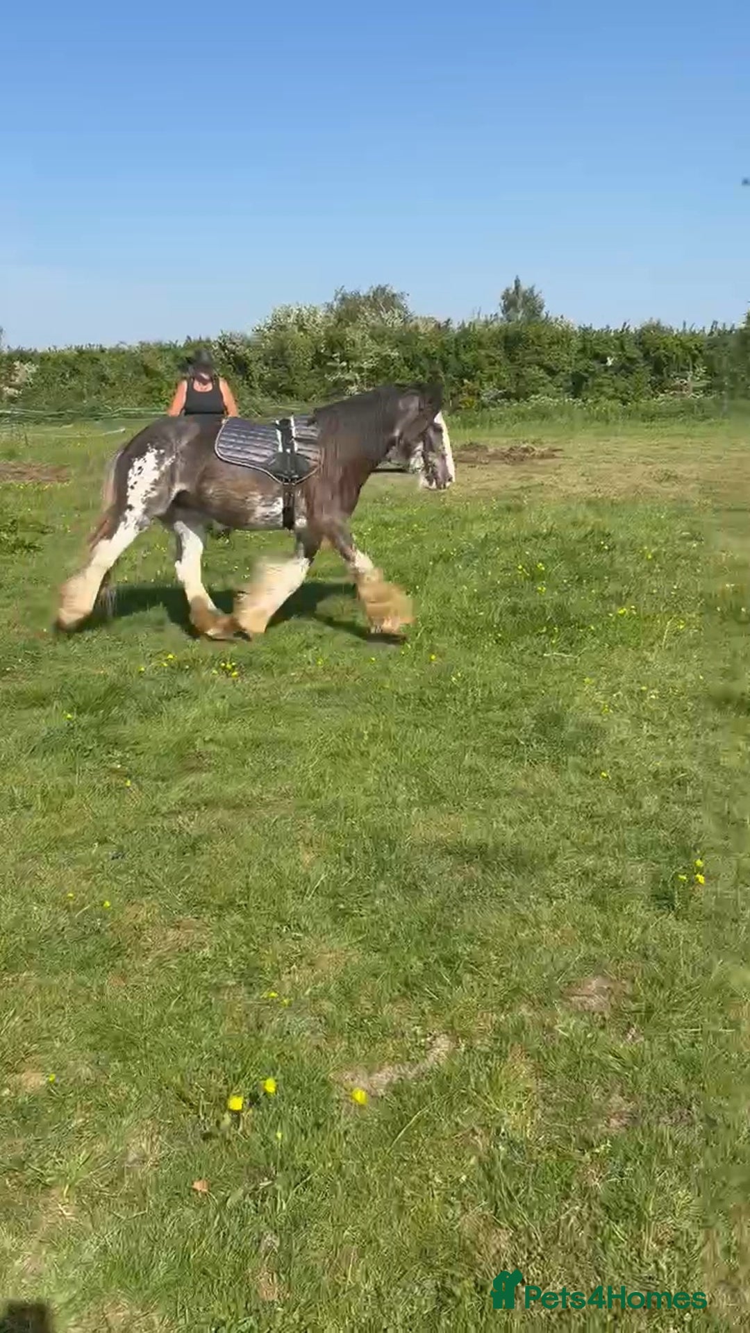 Irish Cob horses for sale: Blagdon cob - Image 3