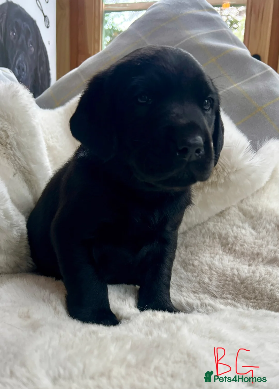 Labrador Retriever dogs for sale: KC black Labradors  - Advert 12