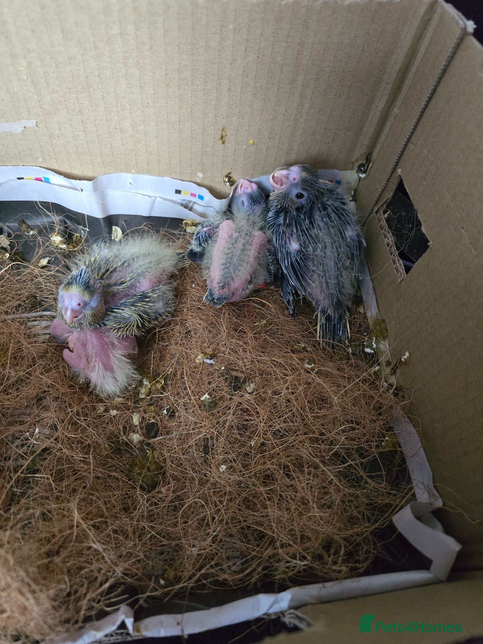 Cockatiels birds 3 Baby Cockatiels Looking for Loving Homes - Advert 2