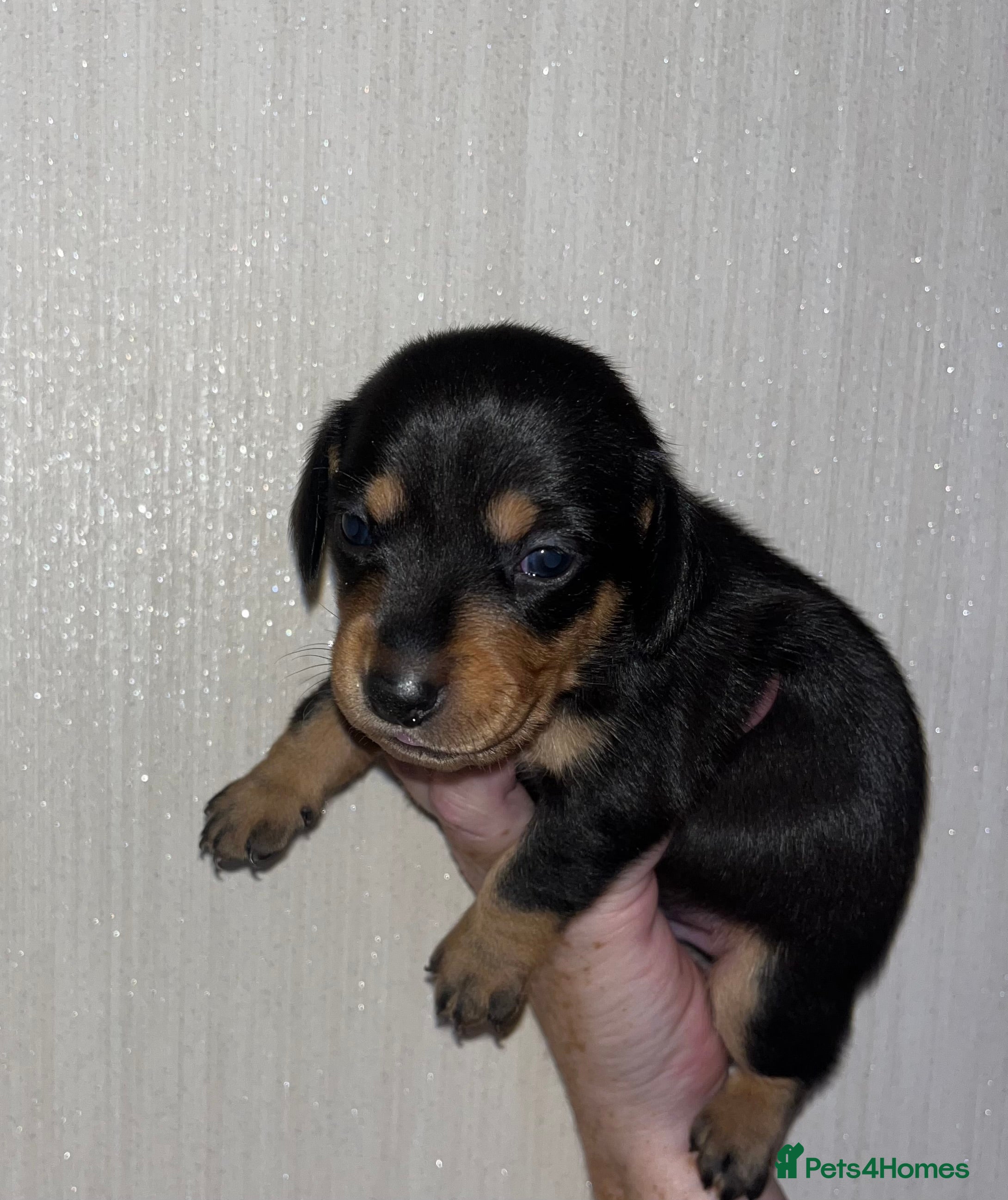 Jackshund dogs ❤️ Bella’s beautiful little ❤️ - Advert 2