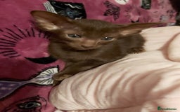 Oriental cats for sale: Full Pedigree Oriental 1 Kitten XL size ears GCCF - Advert 24
