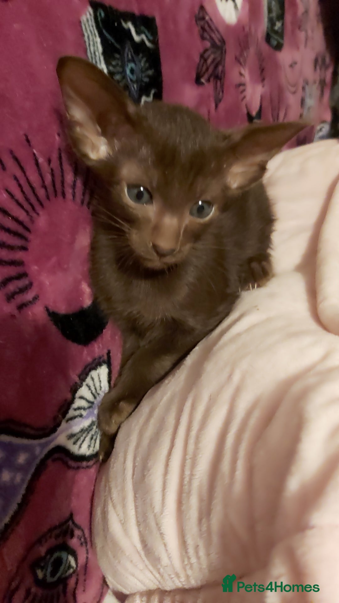 Oriental cats for sale: Full Pedigree Oriental 1 Kitten XL size ears GCCF - Advert 24