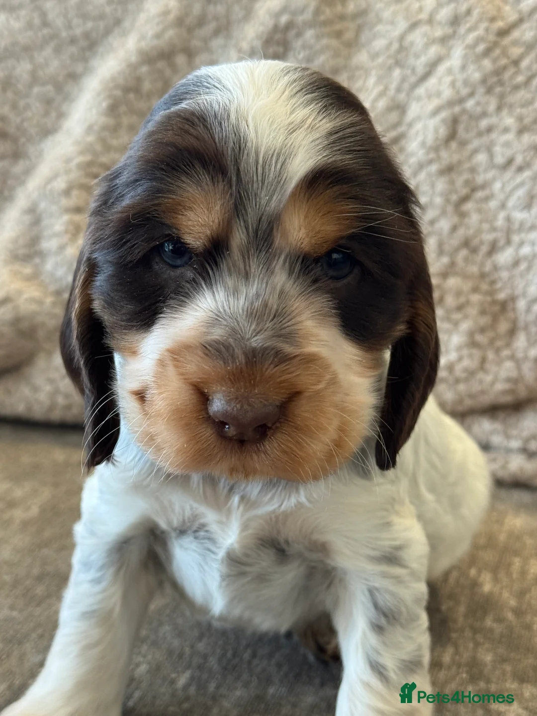 Cocker Spaniel dogs for sale: 100% SHOWTYPE COCKERS KC REGISTERED HEALTH TESTED  - Advert 12