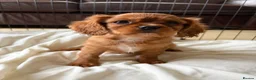 Cavalier King Charles Spaniel dogs for sale: 6 Beautiful Cavalier King Charles Spaniels  - Advert 11