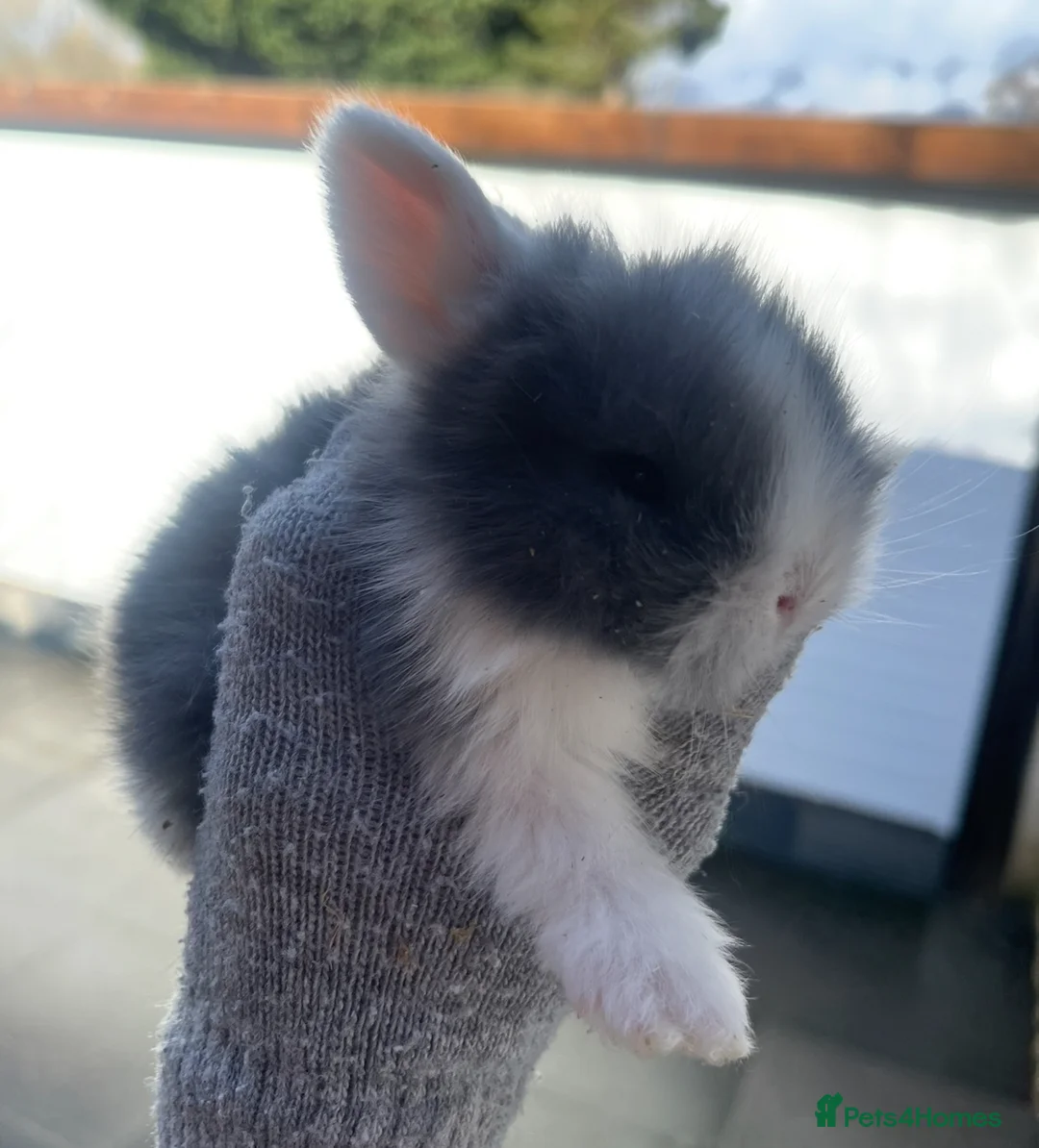 Lionhead rabbits for sale: Baby bunnies ready to reserve  - Advert 7