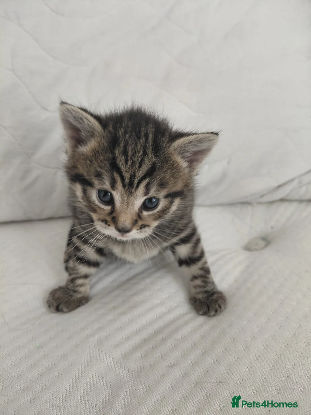 Mixed Breed cats for sale: Mixed Maine Coon Tabby Kitten - Advert 6