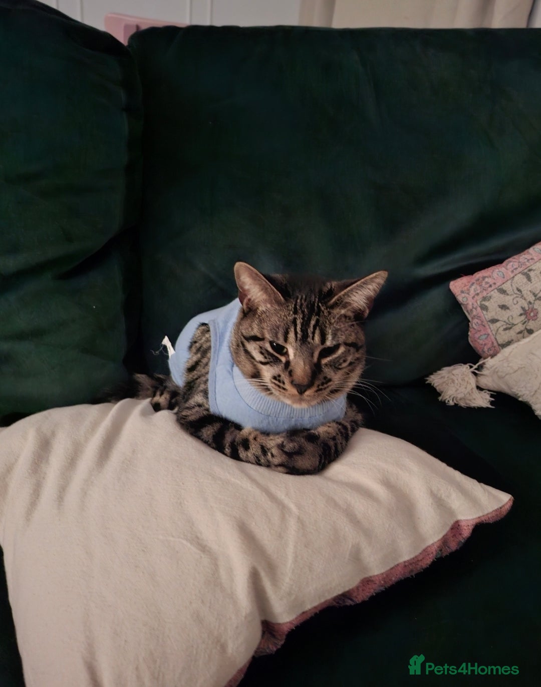 Domestic Shorthair cats for sale: Rehoming our beautiful Callie - Image 13