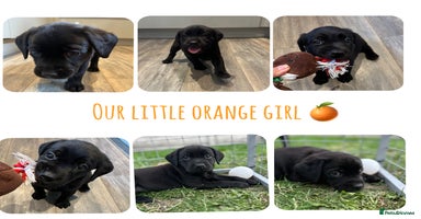 Labrador Retriever dogs - Advert 4