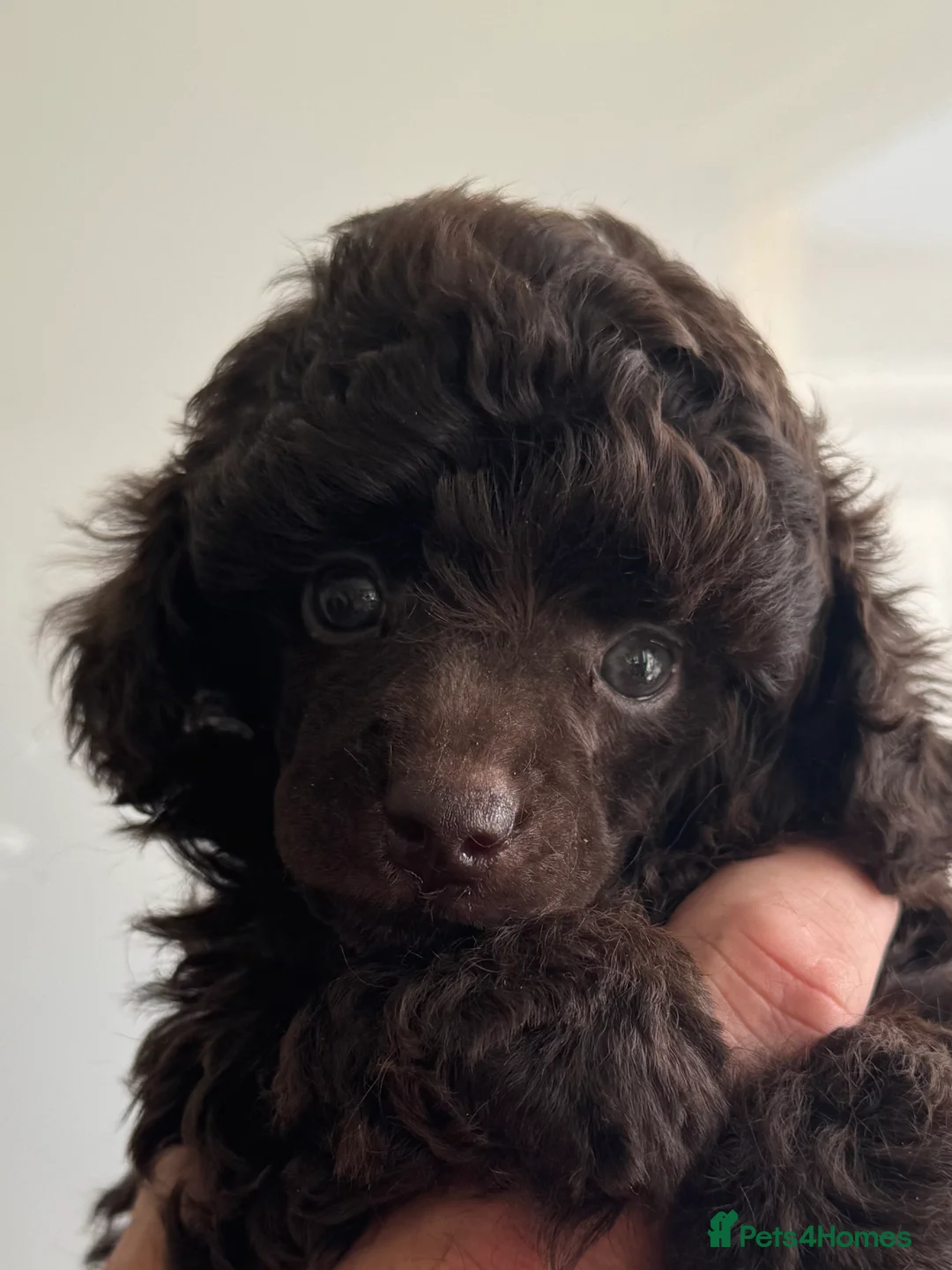 Toy Poodle dogs for sale: Outstanding tiny toy poodles  - Advert 2