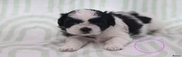 Shih Tzu dogs for sale: Shih Tzu puppies for sale  - Advert 10