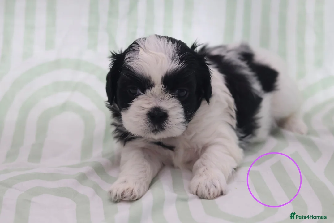 Shih Tzu dogs for sale: Shih Tzu puppies for sale  - Advert 10