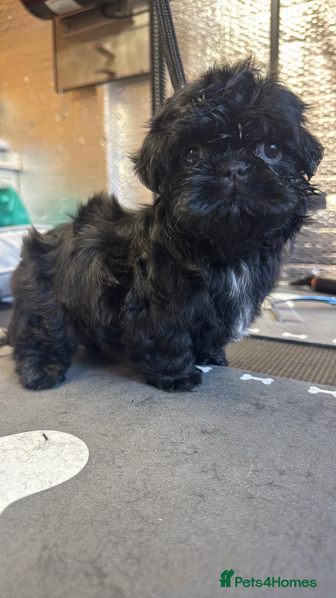 Shih Tzu dogs Stunning litter colours 😍 Imperial Shihzu babies  - Advert 2