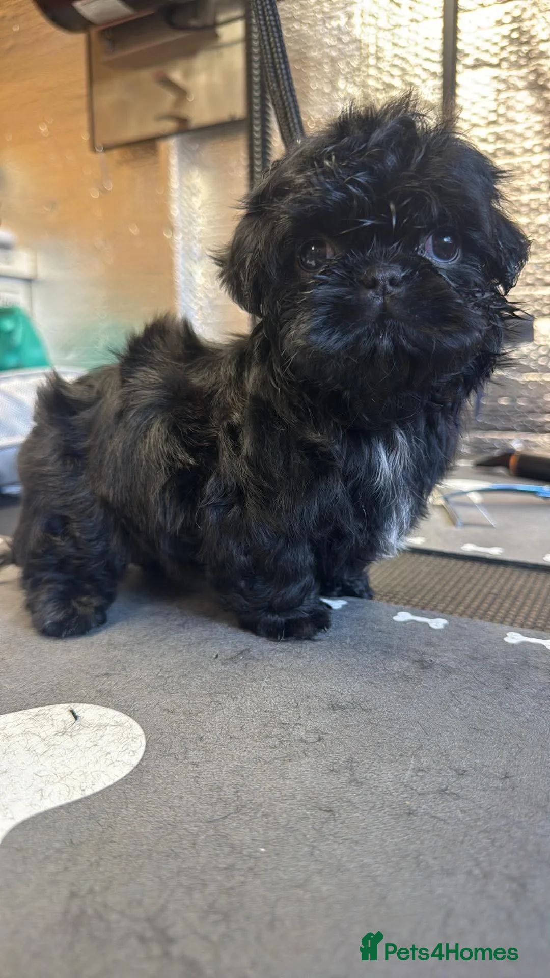 Shih Tzu dogs for sale: Stunning litter colours 😍 Imperial Shihzu babies  - Advert 2
