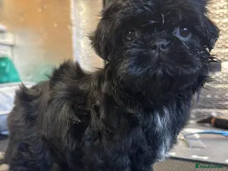 Shih Tzu dogs PLEASE READ FIRST PARAGRAPH - Advert 2