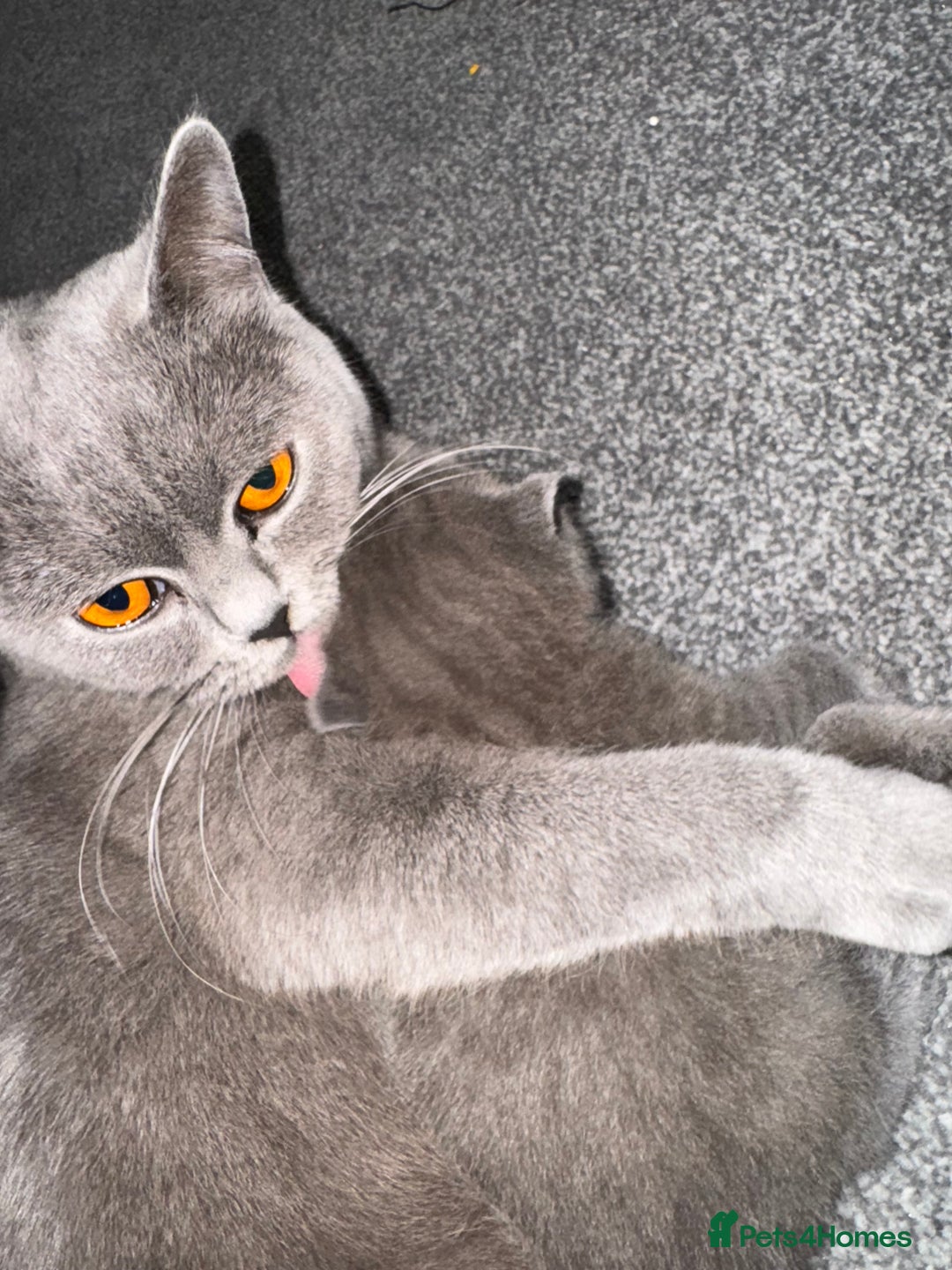 British Shorthair cats for sale: British shorthair kittens  - Image 10