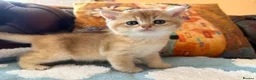 British Shorthair cats for sale: Lovely golden BSH & BLH kittens - Advert 13