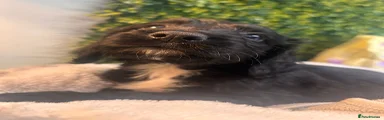 Liquorice
