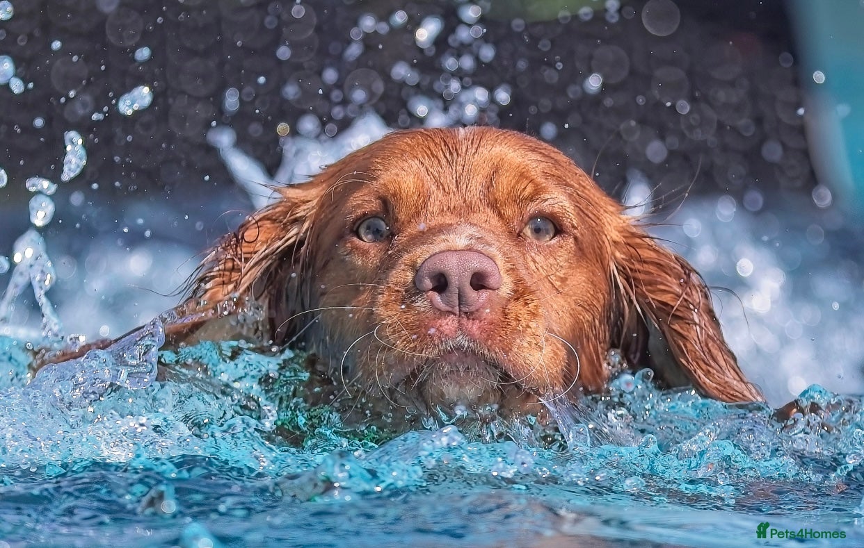 Cocker Spaniel dogs KC REG WORKING COCKER STUD in Great Yarmouth - Advert 12