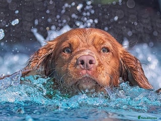 Cocker Spaniel dogs in Great Yarmouth - Advert 3
