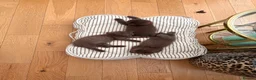 British Shorthair cats for sale: Chocolate British shorthair  - Advert 4