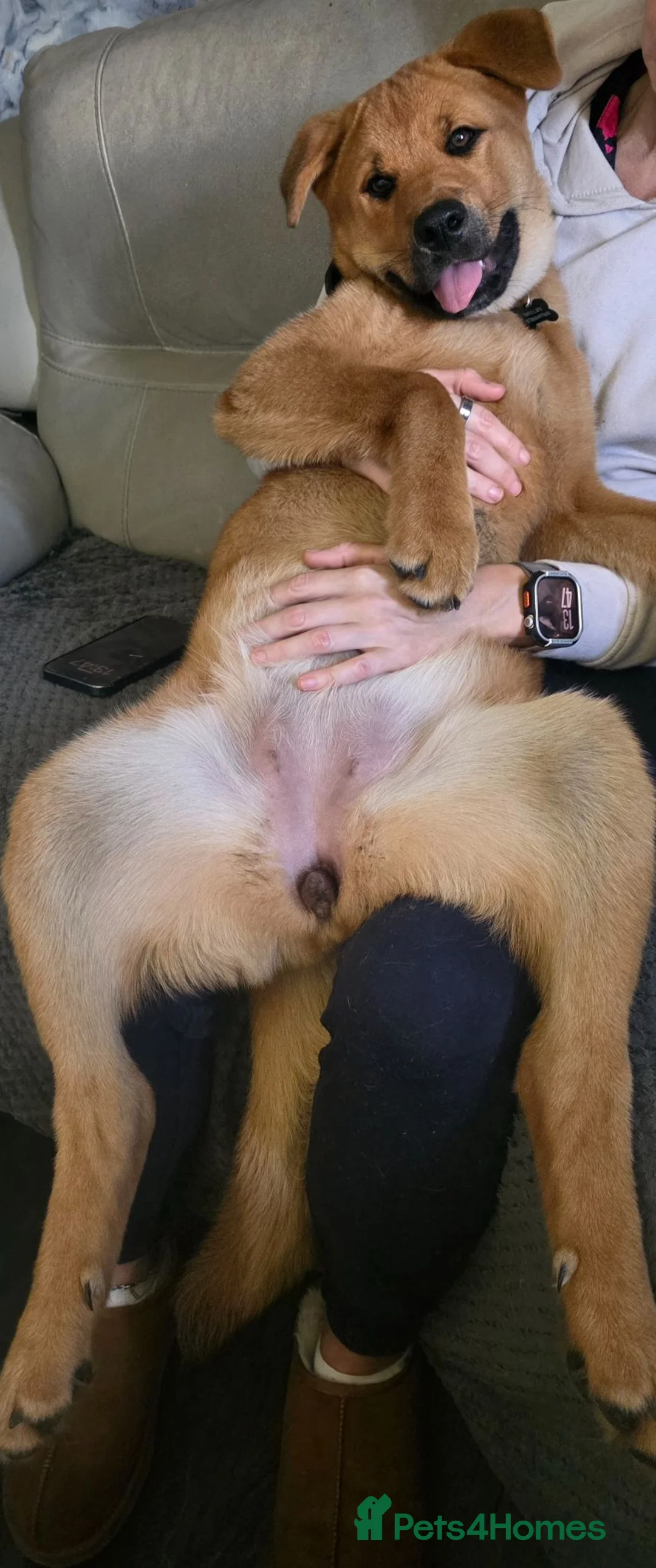 German Shepherd dogs for sale: Need to rehome in Wolverhampton - Advert 4