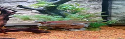 Cichlids fish for sale: Electric blue jack Dempseys,pink Oscar,barb,bichir - Advert 3