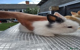 Lionhead rabbits for sale: lionhead bunnies  - Image 13