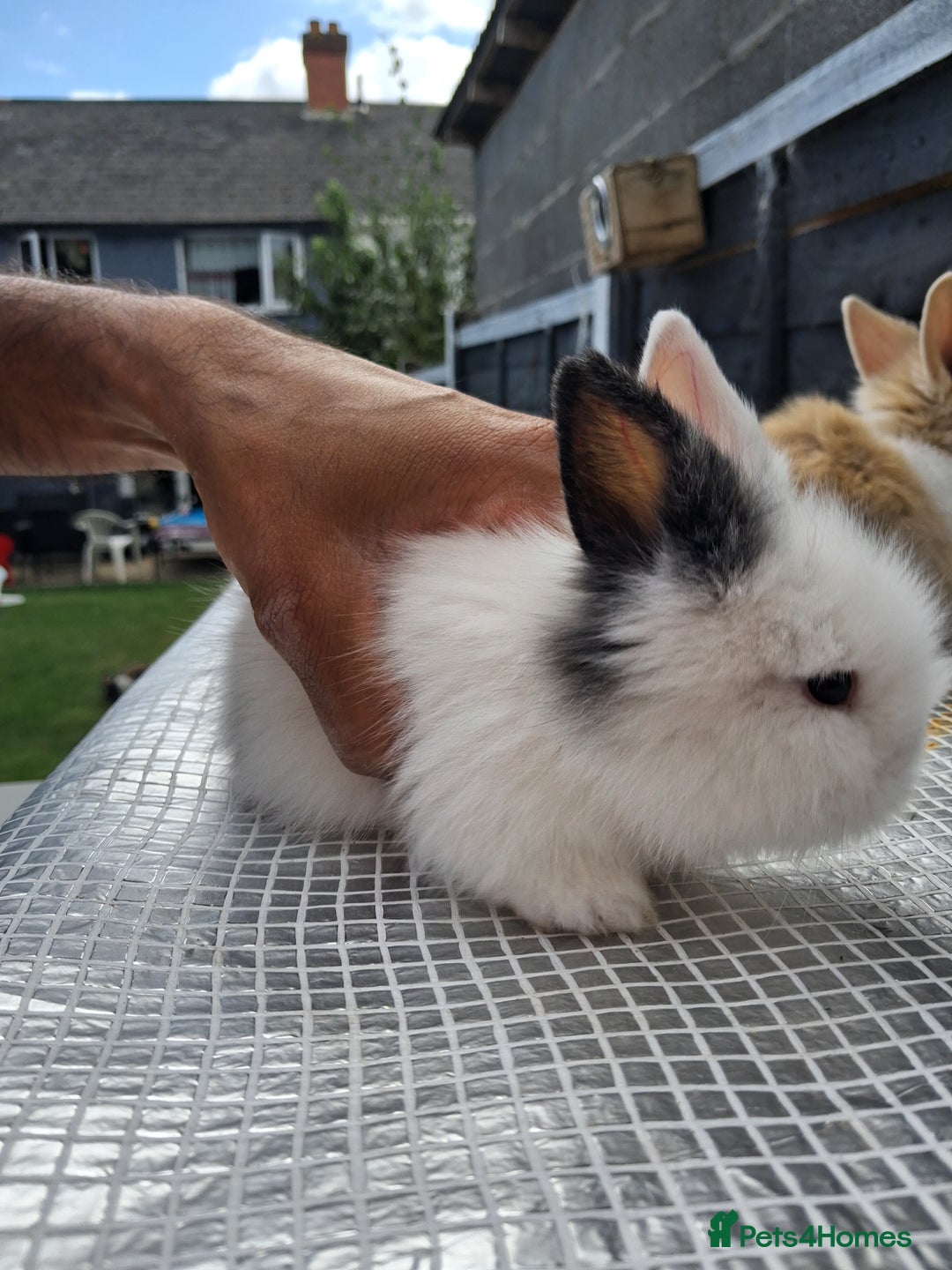 Lionhead rabbits for sale: lionhead bunnies  - Image 13