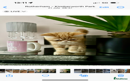 Exotic cats for sale: Exotic shorthaired Persian female - Image 8