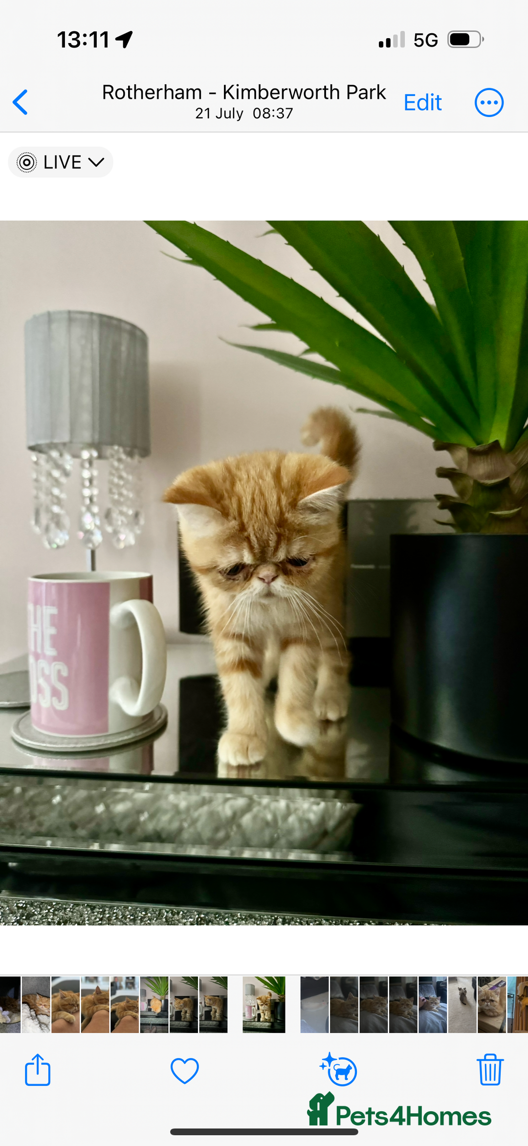 Exotic cats for sale: Exotic shorthaired Persian female - Image 8