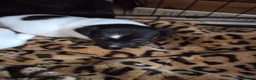 Jack Russell dogs for sale: Two beautiful boys  in Clitheroe - Advert 9
