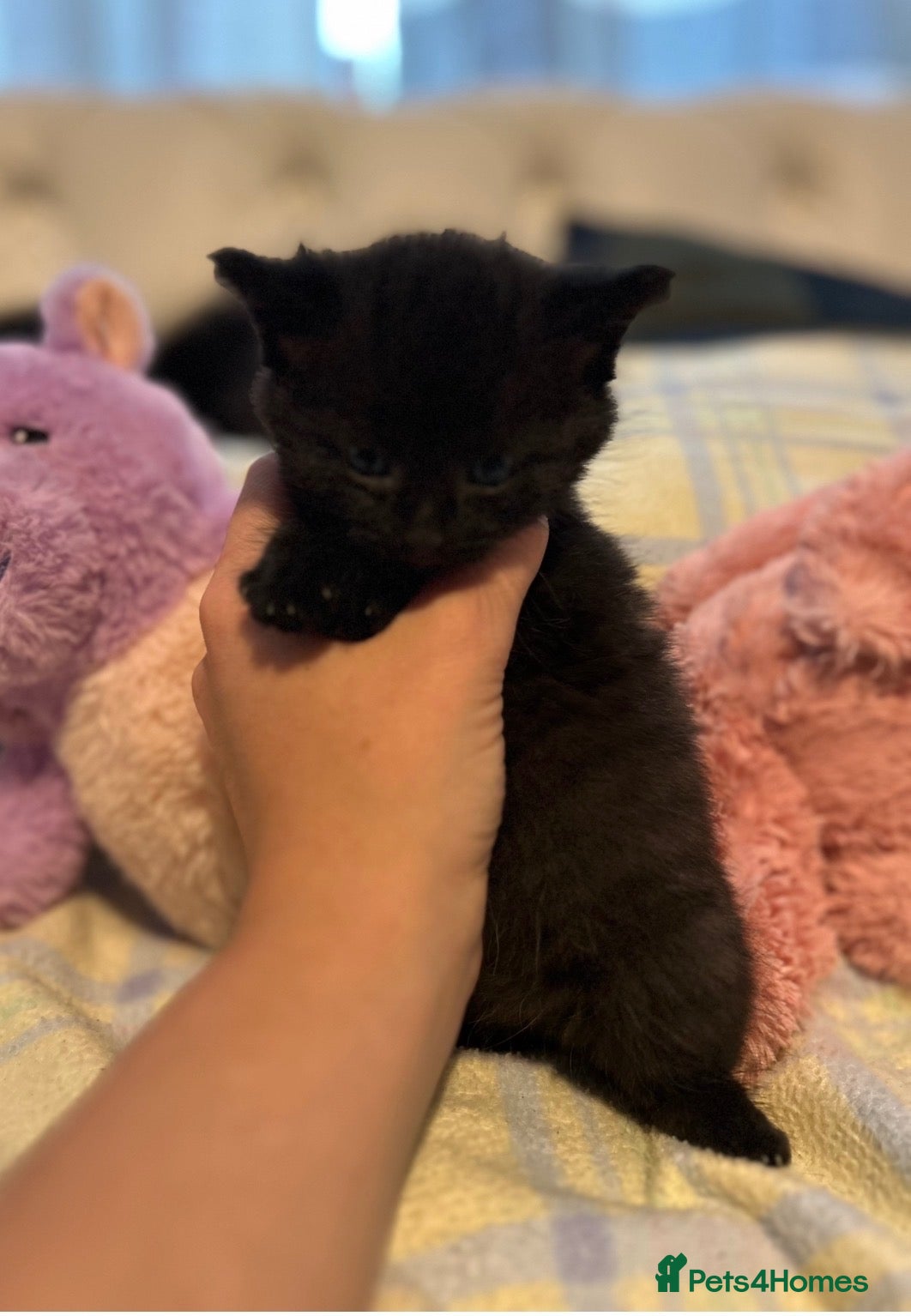 Mixed Breed cats Beautiful kittens with fantastic temperaments🐱 - Advert 12