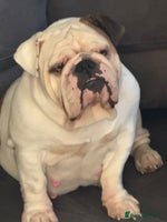 English Bulldog dogs - Advert 13