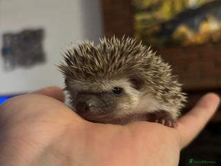 Pygmy Hedgehog rodents for sale: African Pygmy Hedgehogs - Advert 1