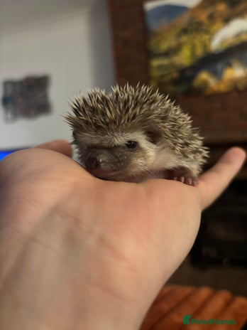 Pygmy Hedgehog rodents African Pygmy Hedgehogs - Advert 1