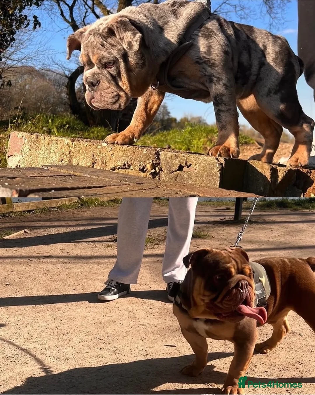 English Bulldog dogs for sale: English Bulldog Litter. Amazing Blood line🧬 in Solihull - Advert 1